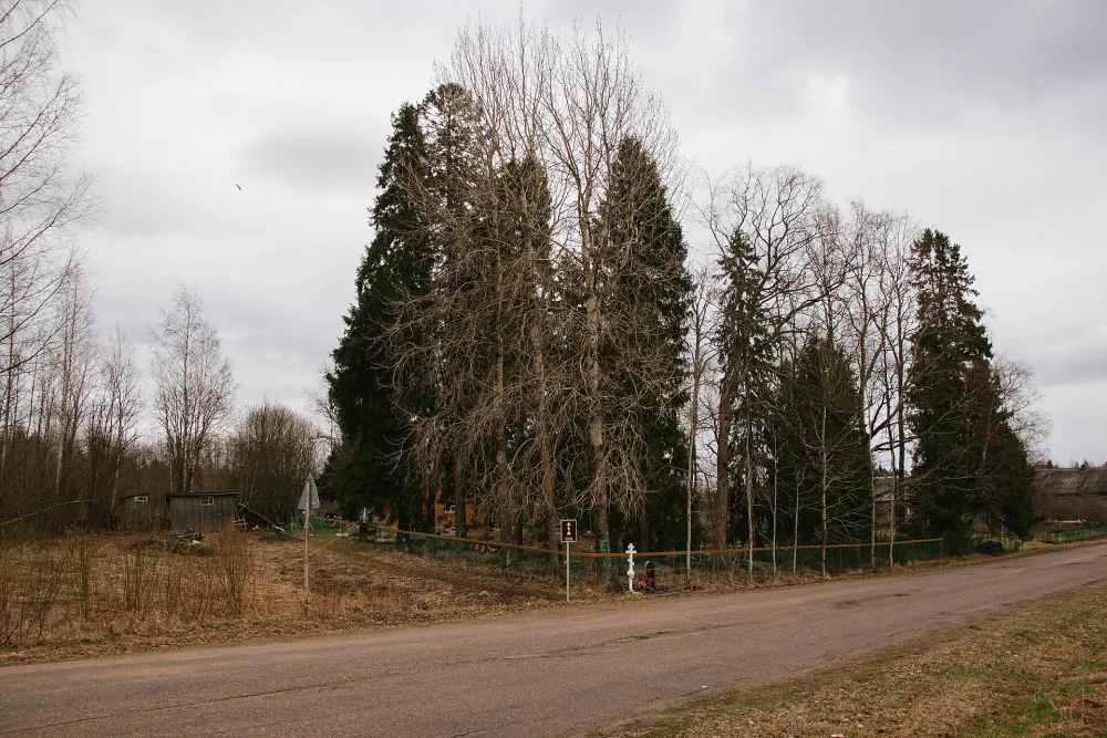 Культовая роща