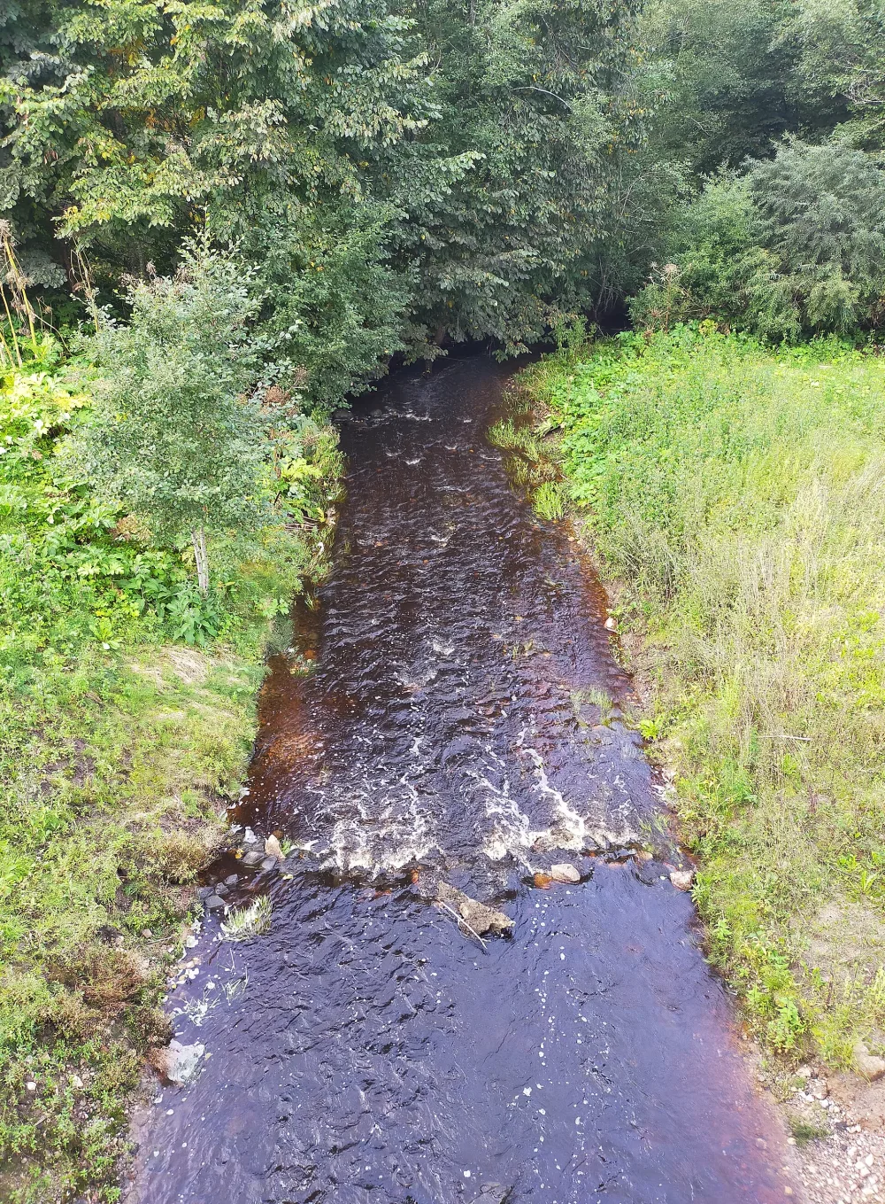 Кобылка