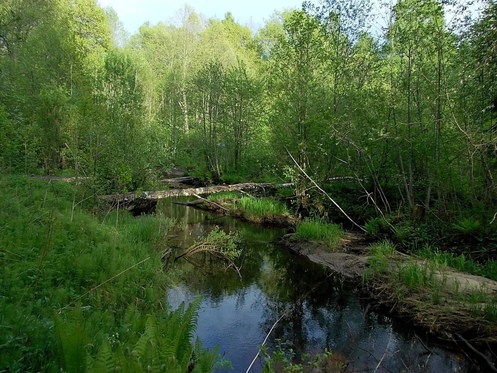 Ракитинка