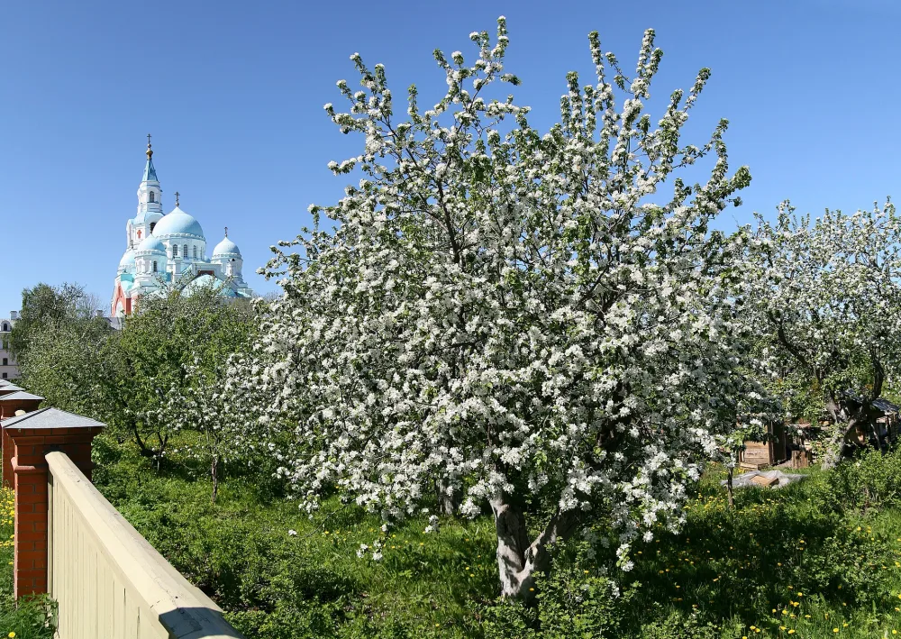 Аптекарский сад (верхний) с огородами (Сортавальское г.п.)