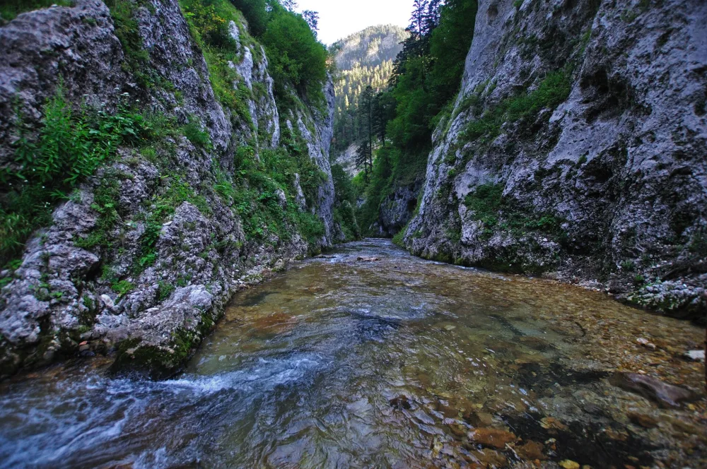 Цица