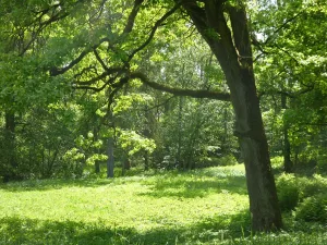 Парк (лиственничная роща), 12 га