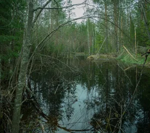 Вая