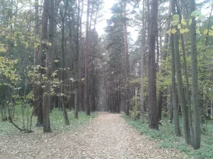Парк