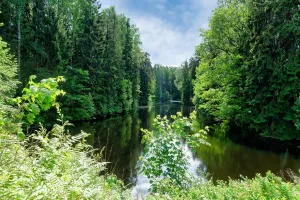 Северный Нижний Новошалейный пруд с плотиной