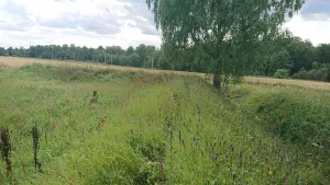 Реданы (три)