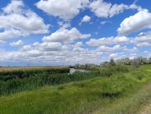 Червлёная