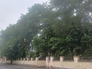 Сад