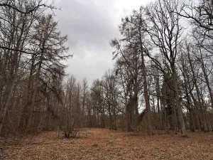 Парк с прудами и остатками фундаментов