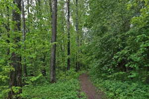 Парк