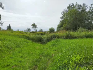 Березница