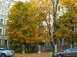 Палисадники