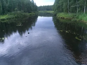 Семча