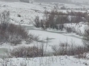 Сулема