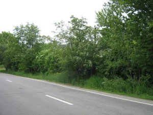 Парк