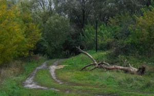Городище 1 и культурный слой