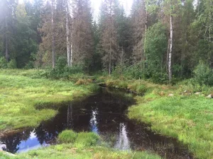 Ялега