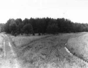 Курганная группа (Демеши)