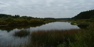 Медведица