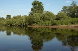 Кунья