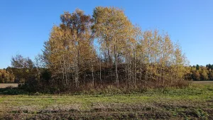 Курган
