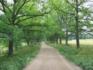 Дубовая аллея (Сортавальское г.п.)