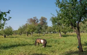 Молодой сад