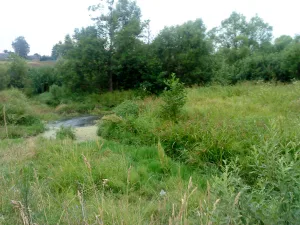 Драгожань