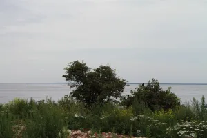 Ореховый