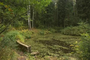 Южный Нижний Новошалейный пруд с плотиной