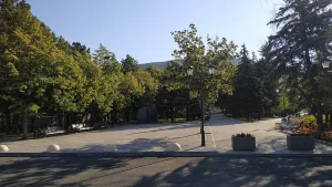 Чёрный тюльпан