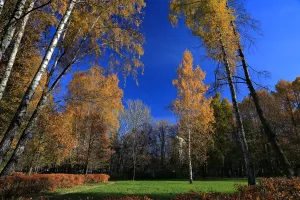 Сокольники