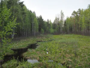 Петровка