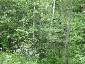 Парк